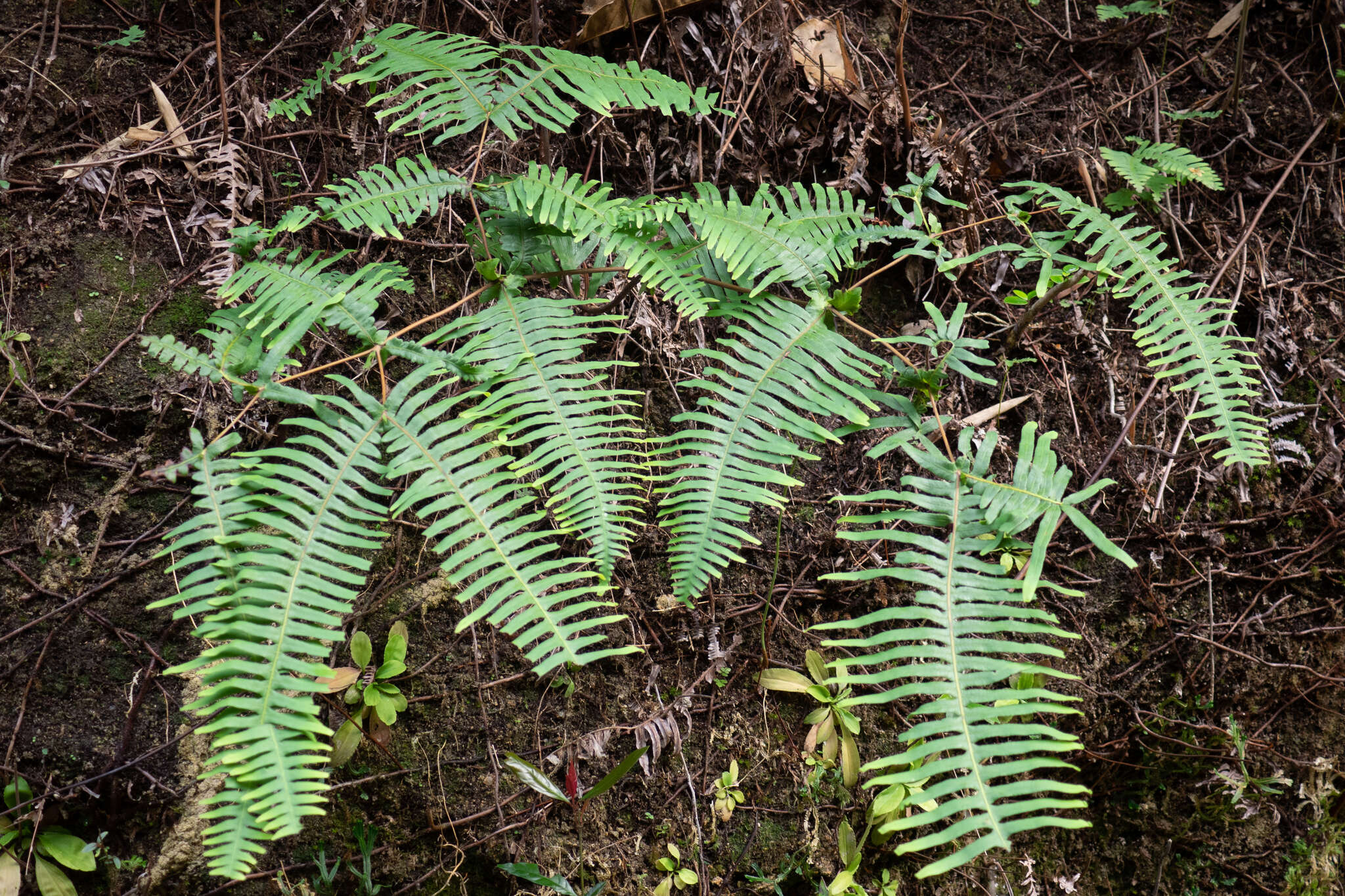 Image of Dicranopteris splendida (Hand.-Mazz.) Tag.