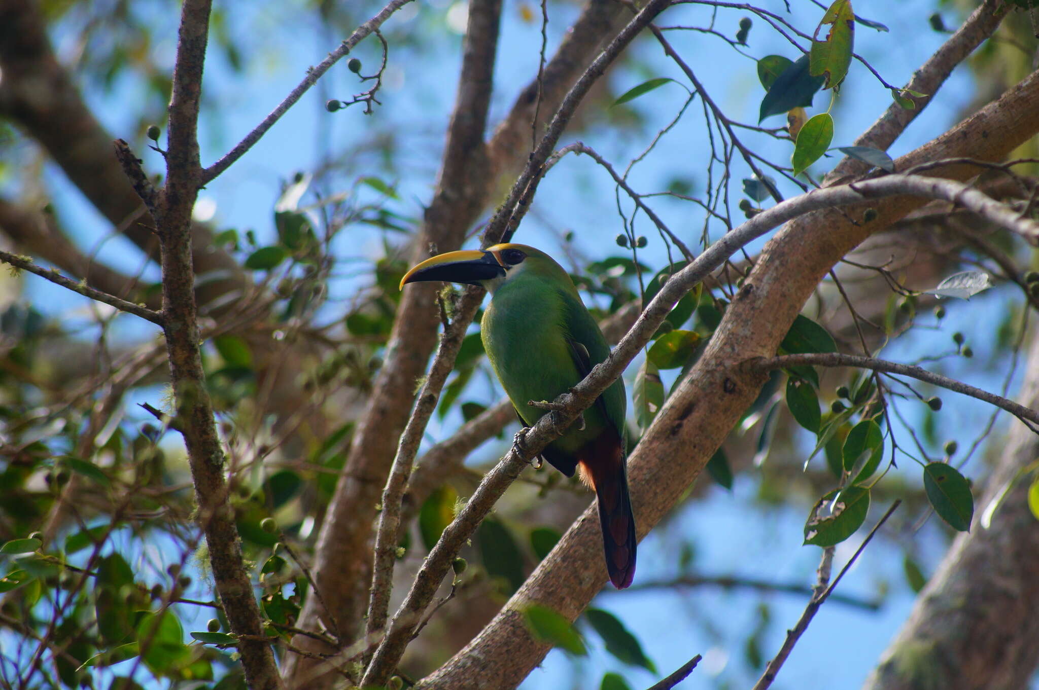 Image of <i>Aulacorhynchus prasinus wagleri</i>