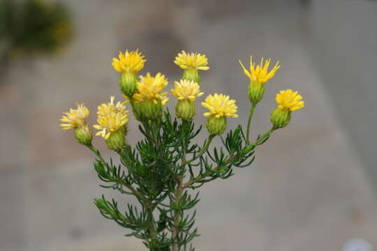 Image of Pteronia camphorata L.