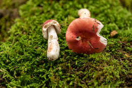 Image of Russula peckii Singer 1943