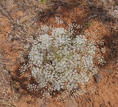 Image of Pimpinella corymbosa Boiss.