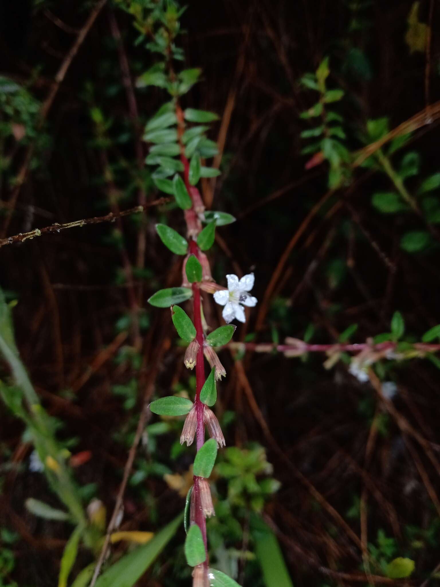 Image de Lythrum gracile Benth.