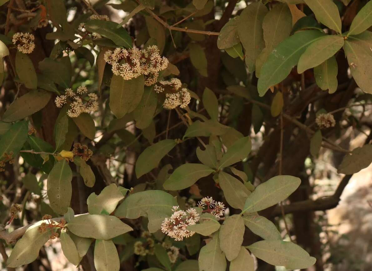 Image of Ixora brachiata Roxb.