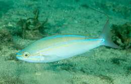 Image of Blue-faced whiptail