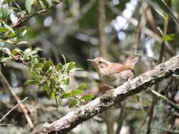 Image of Mountain Wren