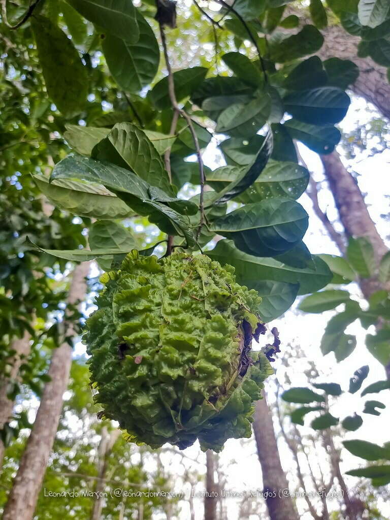 Imagem de Carpotroche brasiliensis (Raddi) Endl.