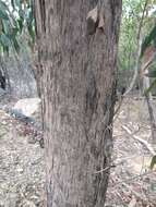 صورة Eucalyptus macrorhyncha subsp. macrorhyncha