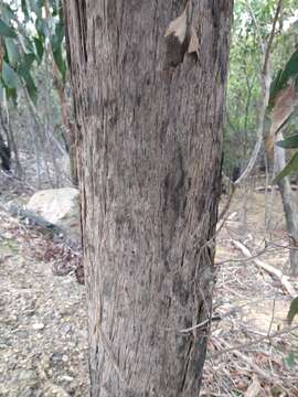 Image of Eucalyptus macrorhyncha subsp. macrorhyncha