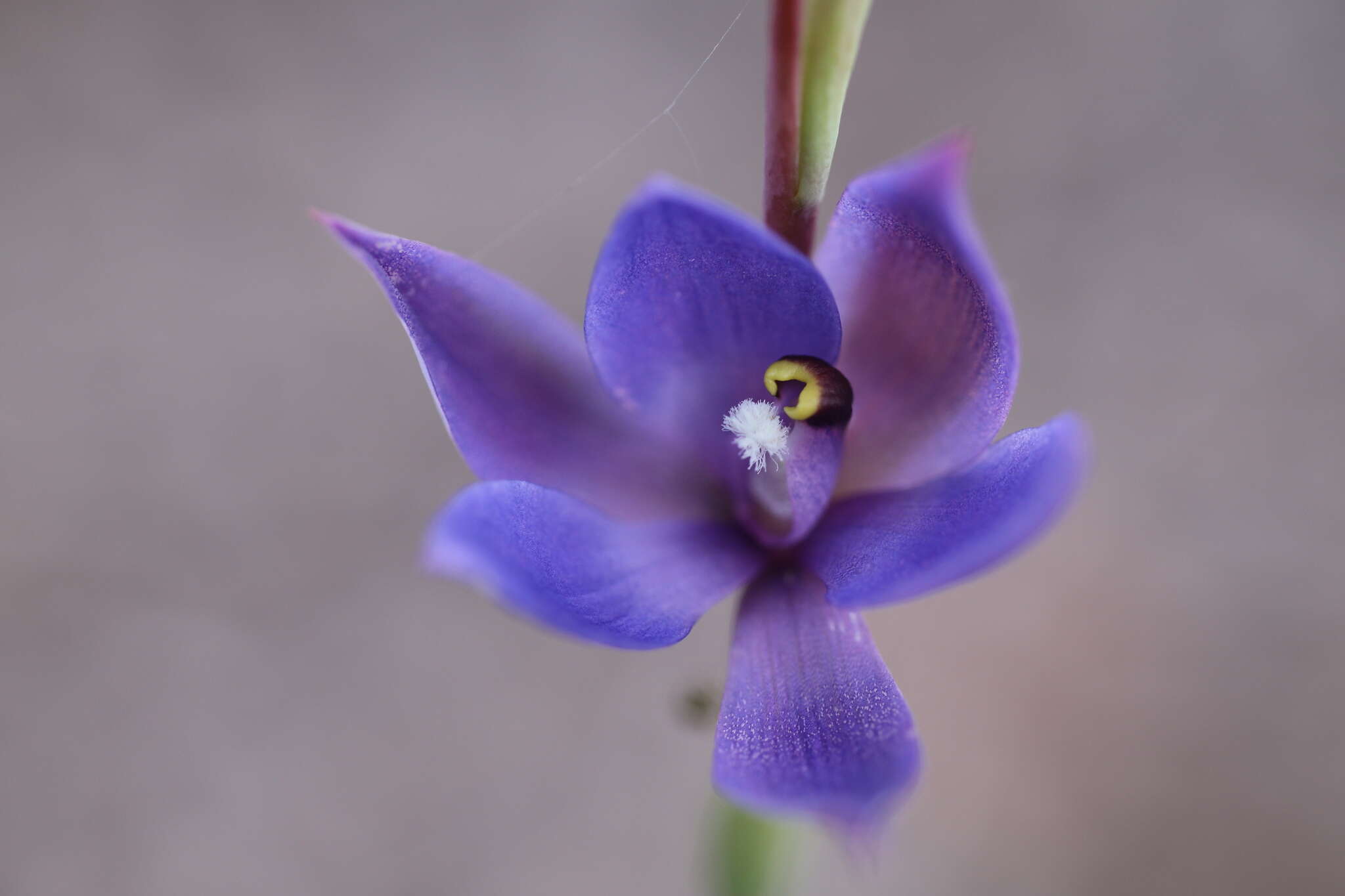 صورة Thelymitra graminea Lindl.