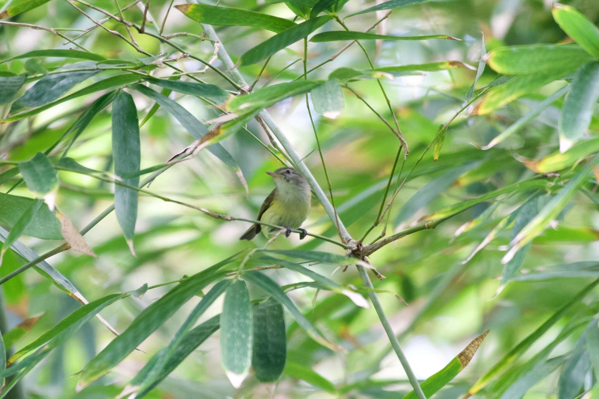 Sivun Puertoriconvireo kuva