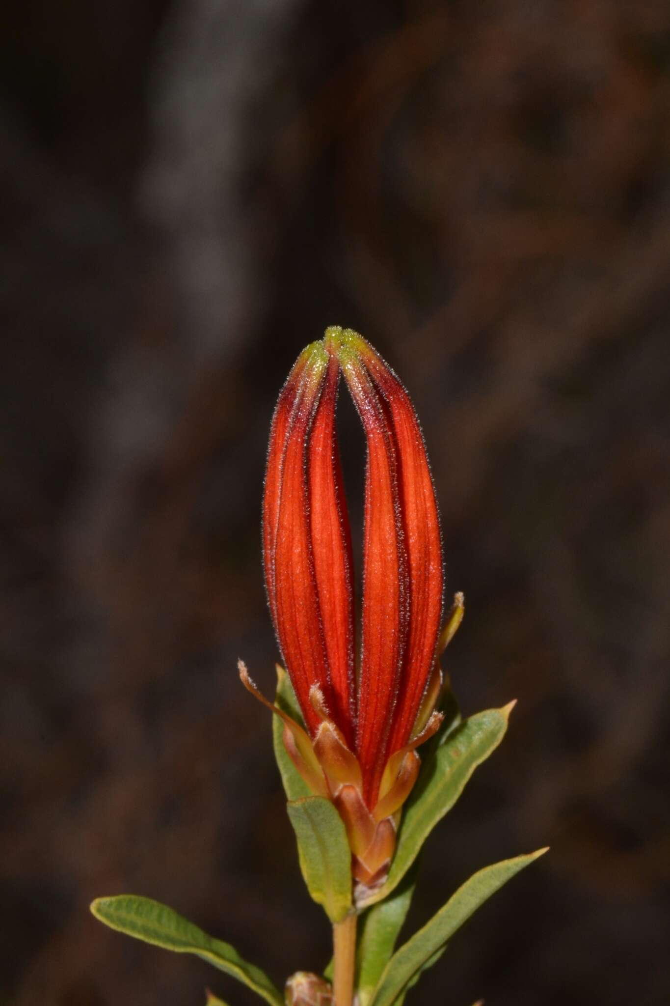 Image of <i>Lambertia <i>multiflora</i></i> var. multiflora