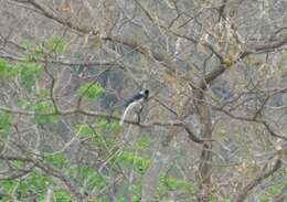 Image of White-tailed Jay