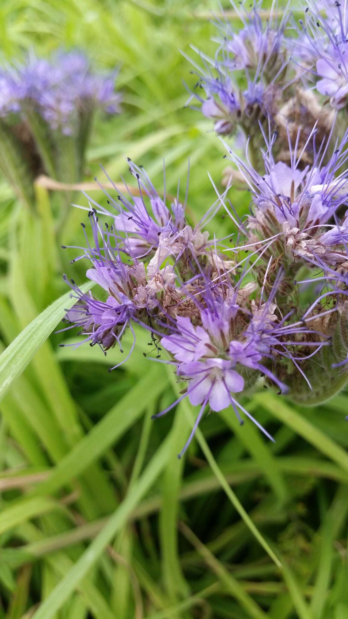 Plancia ëd Phacelia tanacetifolia Benth.