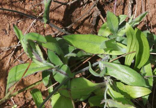 Image of Florida tasselflower