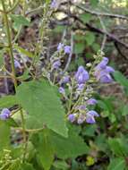 Image of Scutellaria mellichampii Small