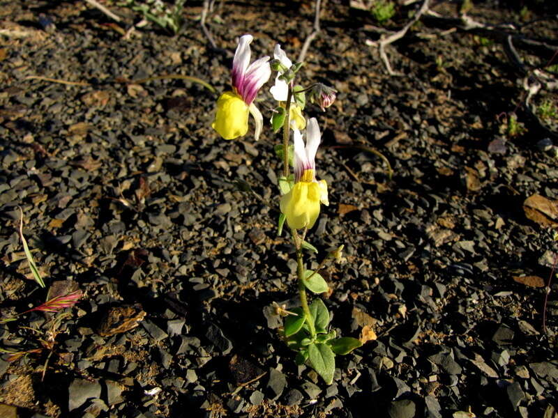 Sivun Nemesia karroensis Bond kuva