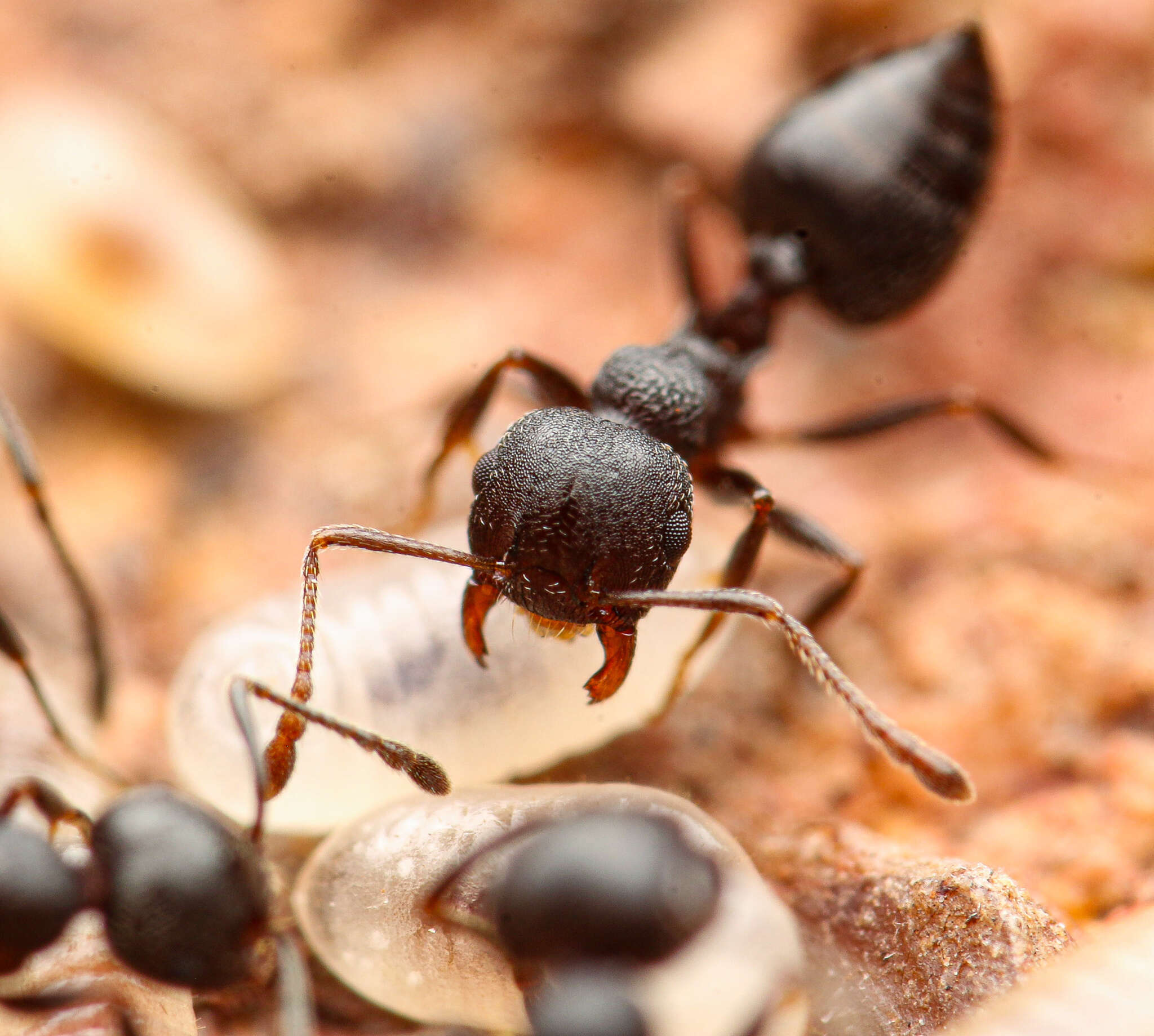 Image of Crematogaster opaca Mayr 1870