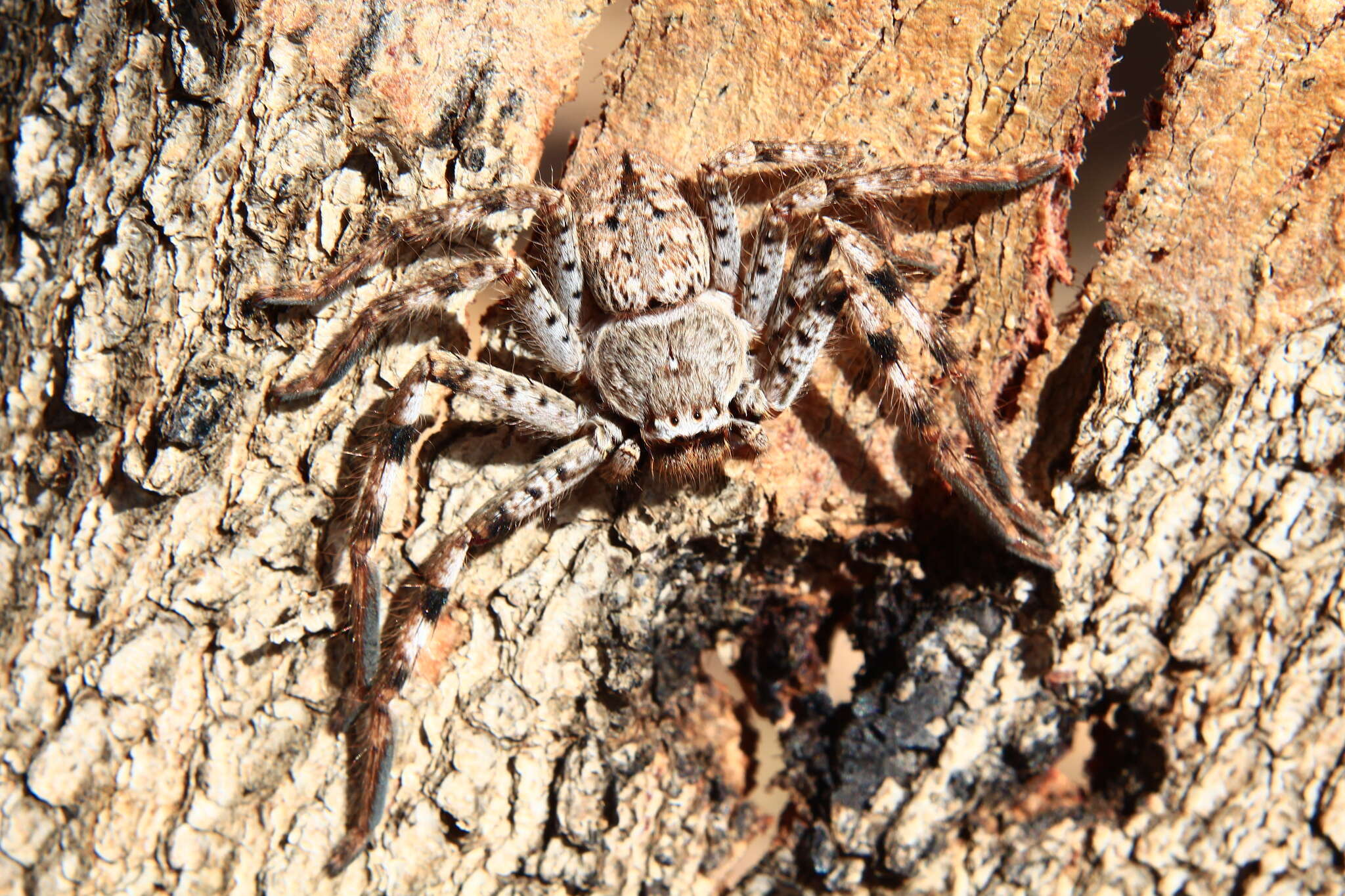 Image of Isopedella cerussata (Simon 1908)