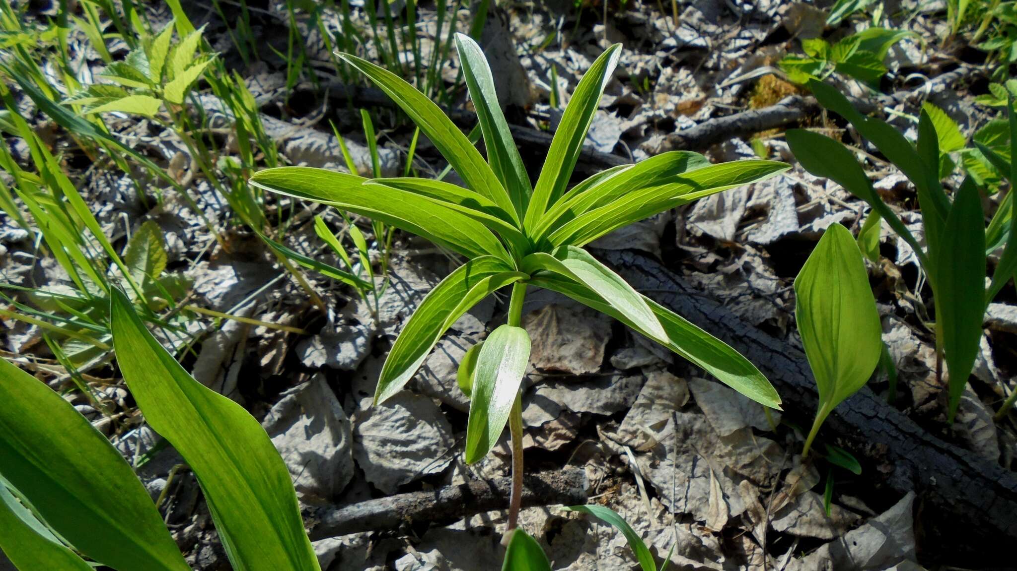 Image of Lilium martagon var. pilosiusculum Freyn