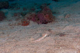 Image of Ear-spot lizardfish