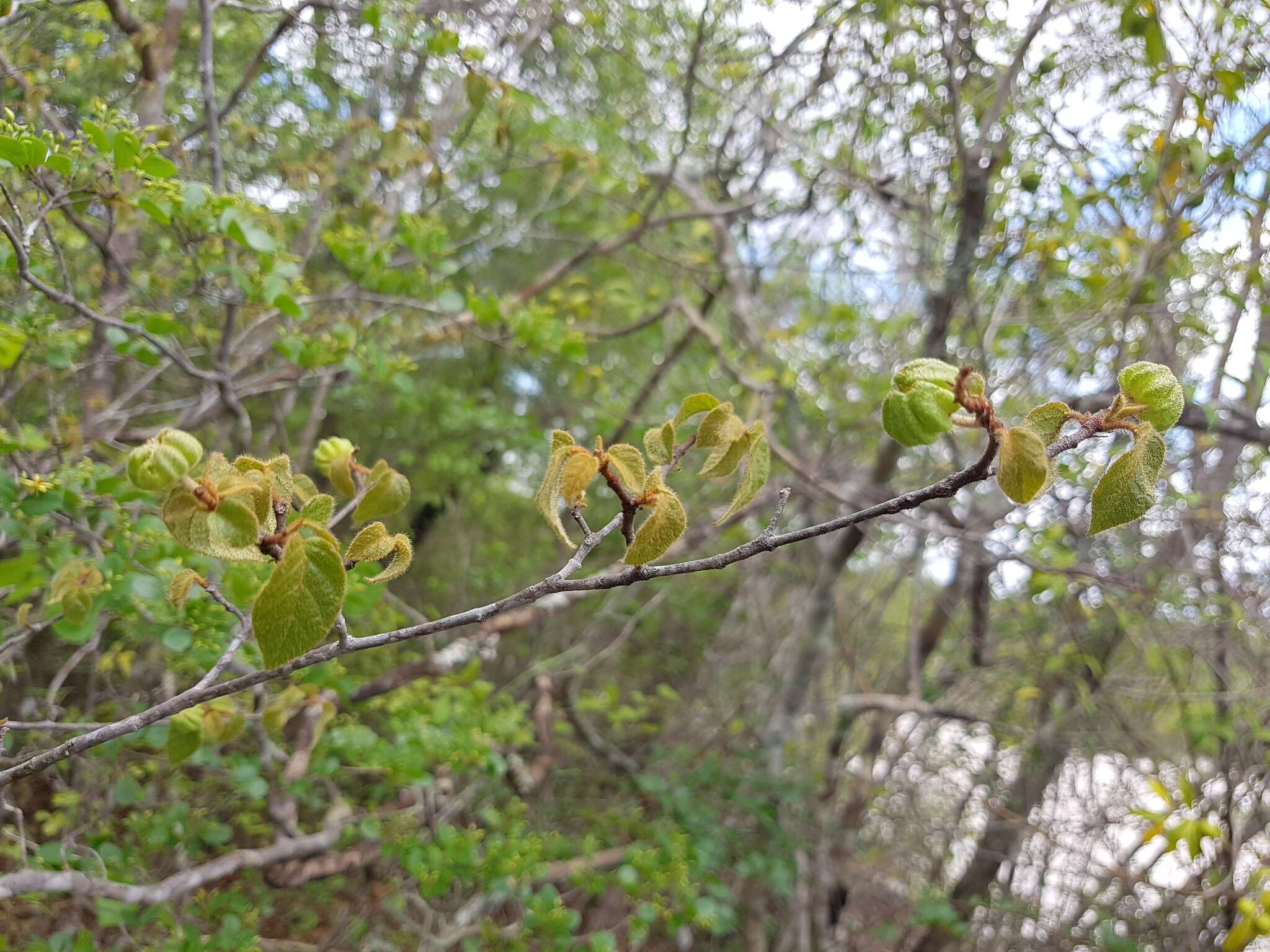 Image of Croton danguyanus Leandri