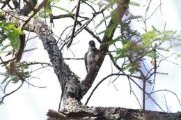 Image of Golden-tailed Woodpecker