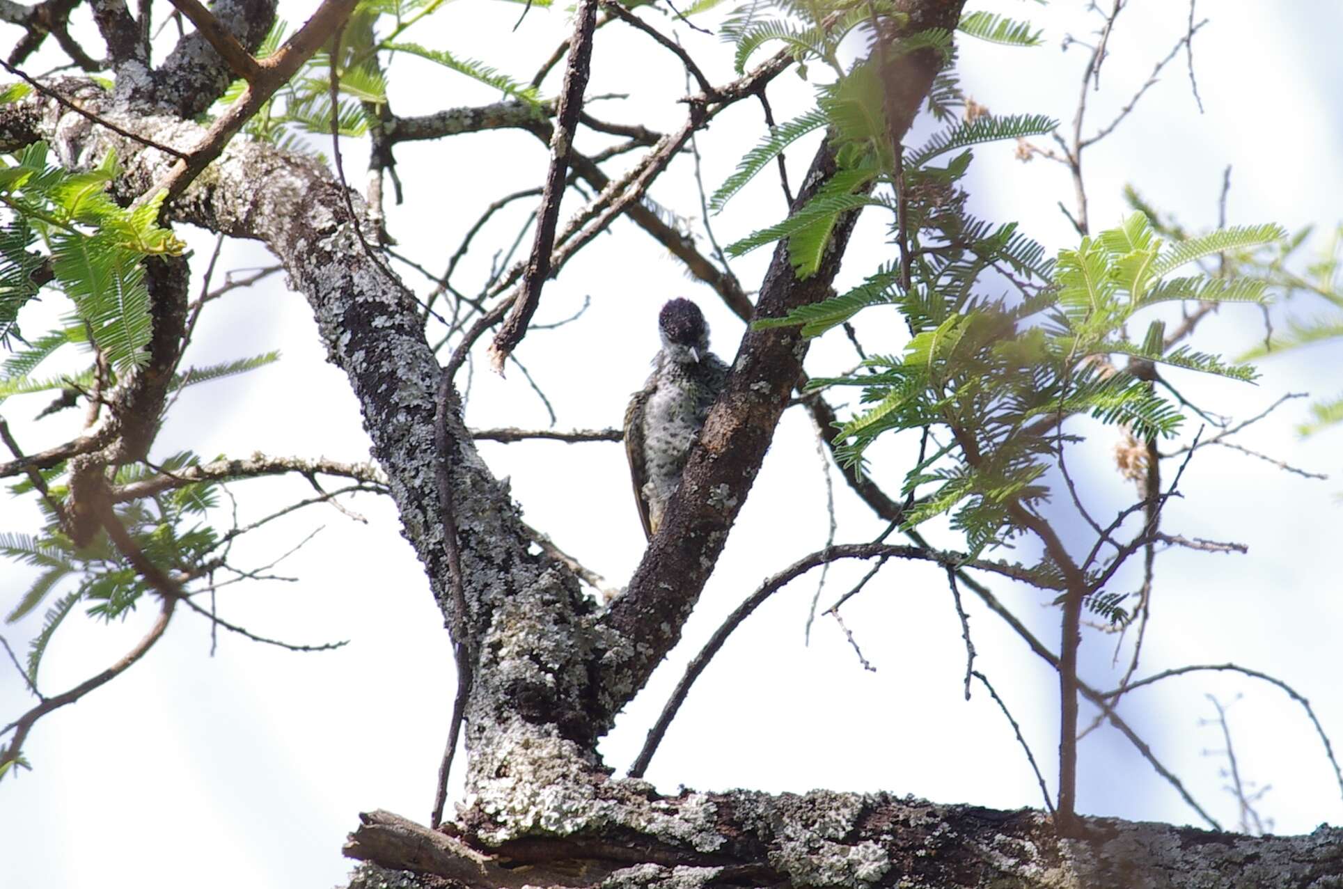 Image of Golden-tailed Woodpecker