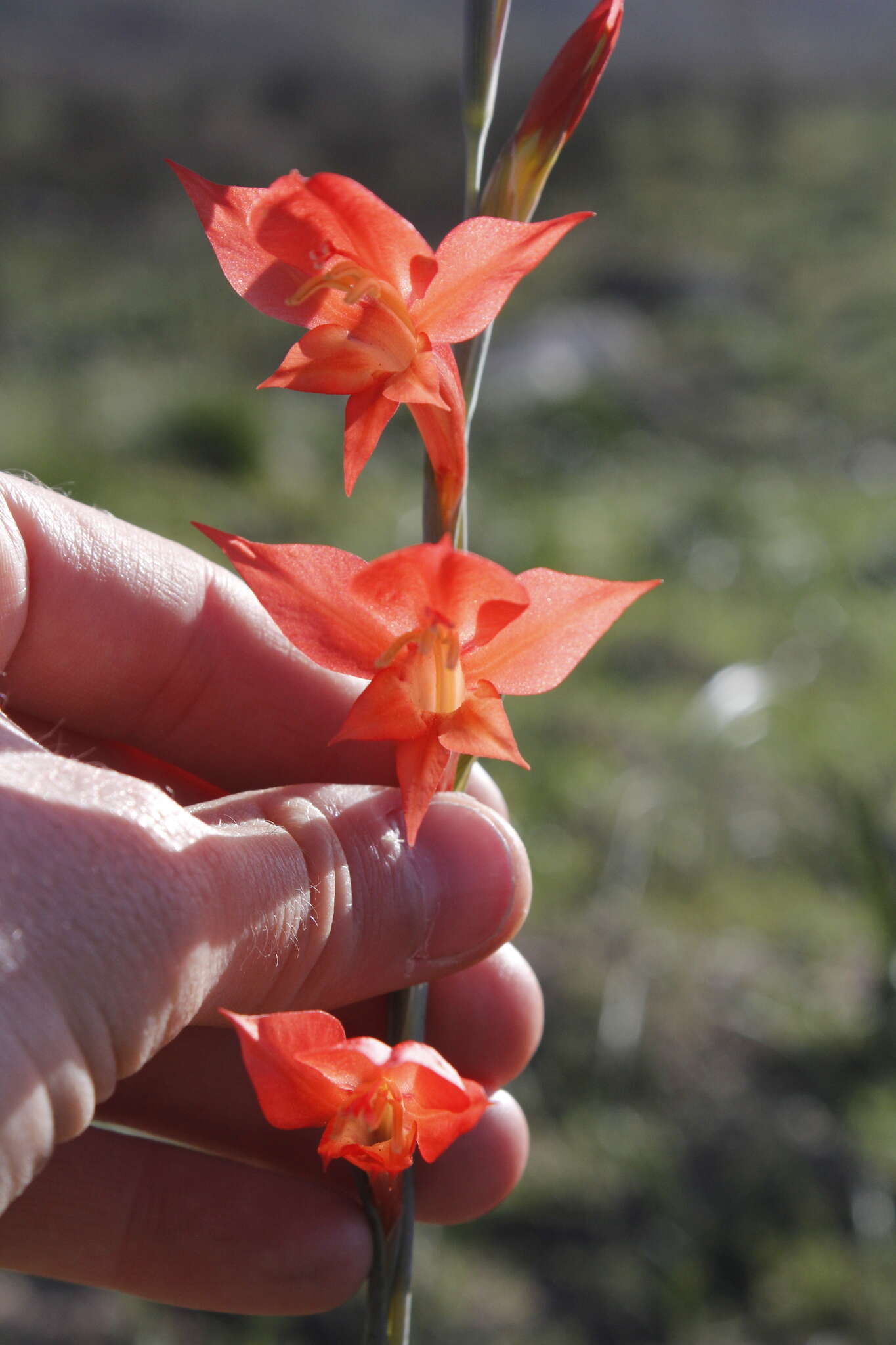 Imagem de Gladiolus quadrangularis (Burm. fil.) Aiton