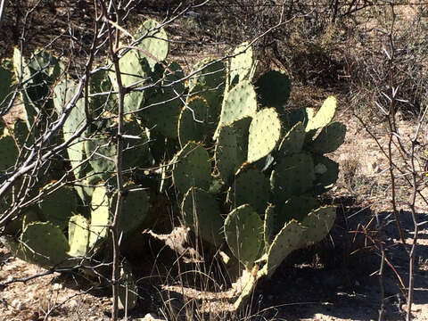 Opuntia pyrocarpa Griffiths resmi