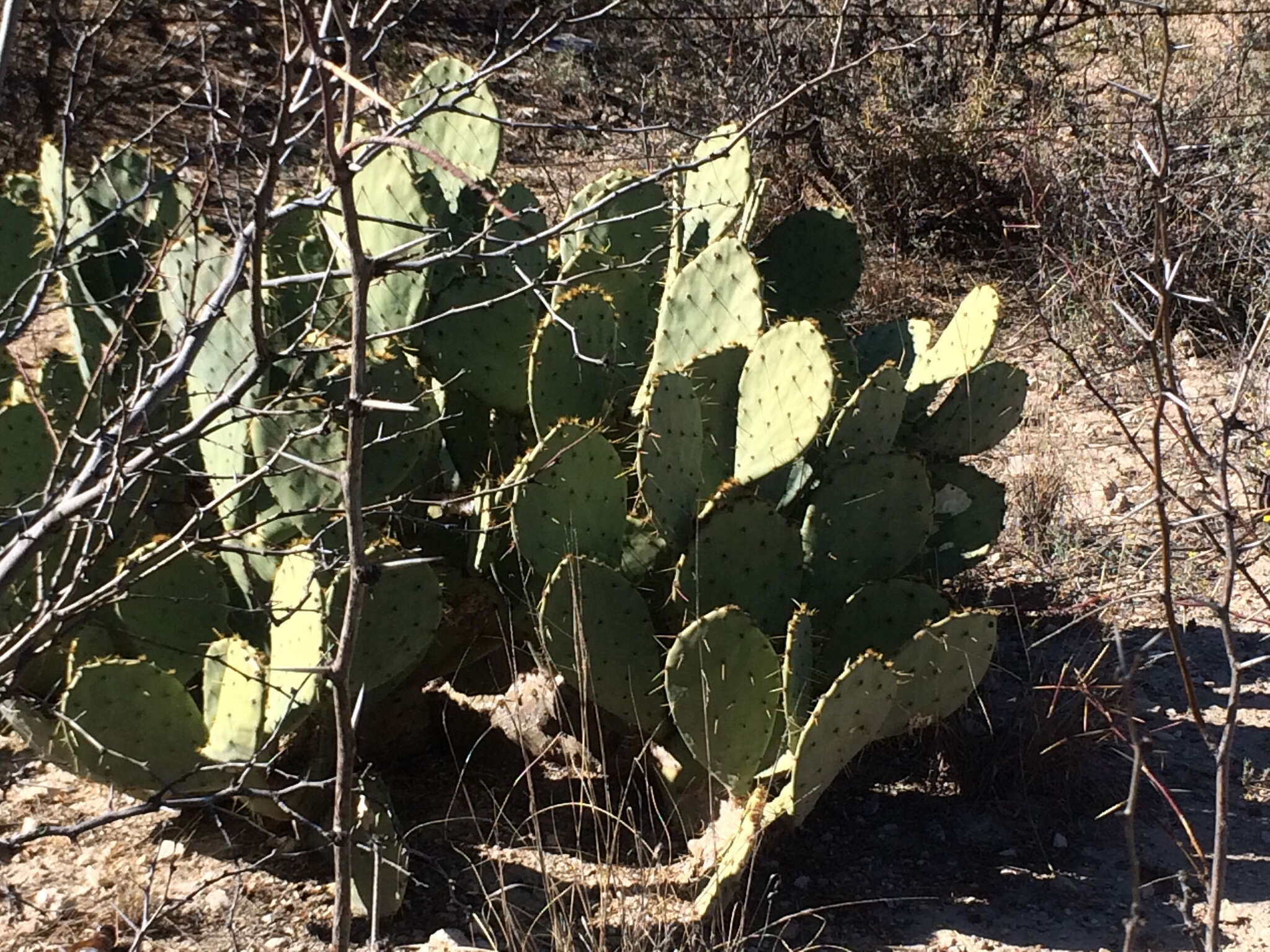 Image of Opuntia pyrocarpa Griffiths