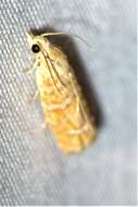 Image of Slash Pine Seedworm Moth