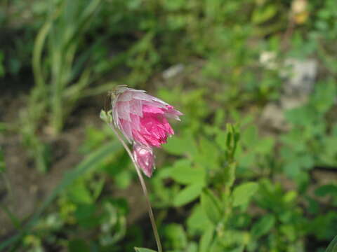 Image of Rhodanthe manglesii Lindl.