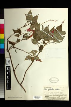 Image of scarlet sage
