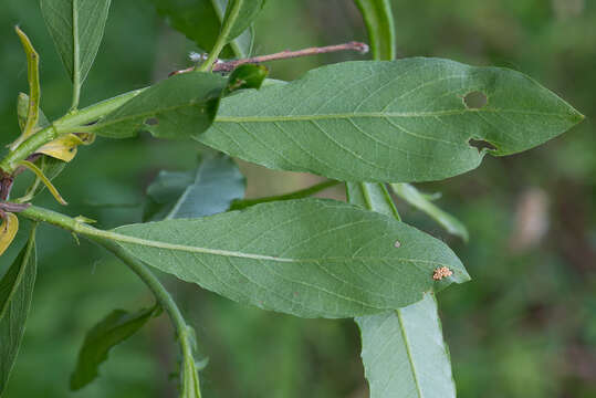 Image de Salix viminalis var. gmelinii (Pall.) Andersson