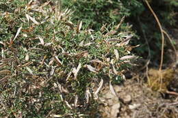 Image of Genista verae Juz.