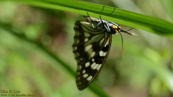 Image of Hestina persimilis Westwood (1850)