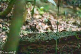 Image of Black-faced Antthrush