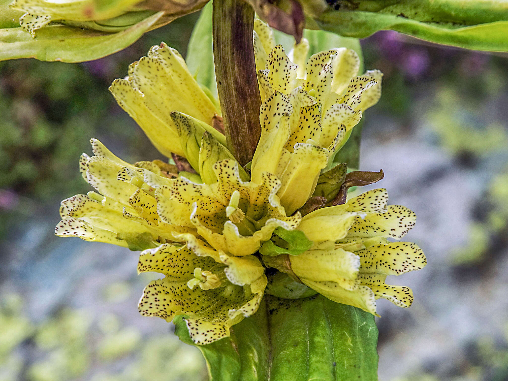 Imagem de Gentiana burseri subsp. villarsii (Griseb.) Rouy