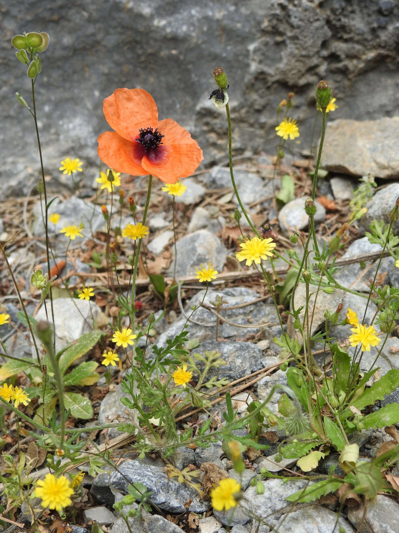 Image of Papaver apulum Ten.