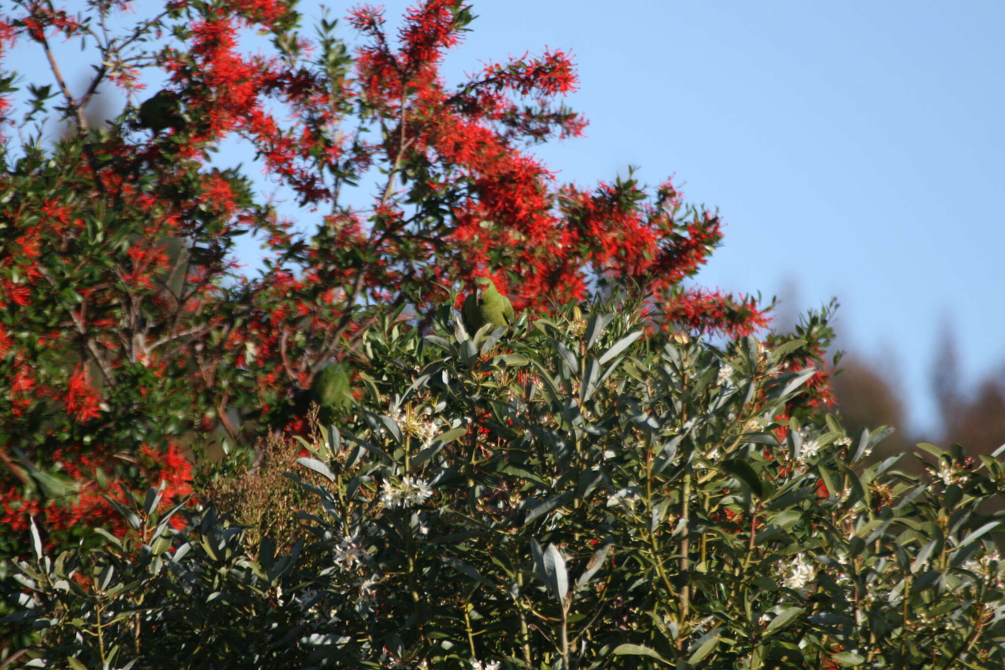 Image of Slender-billed Conure