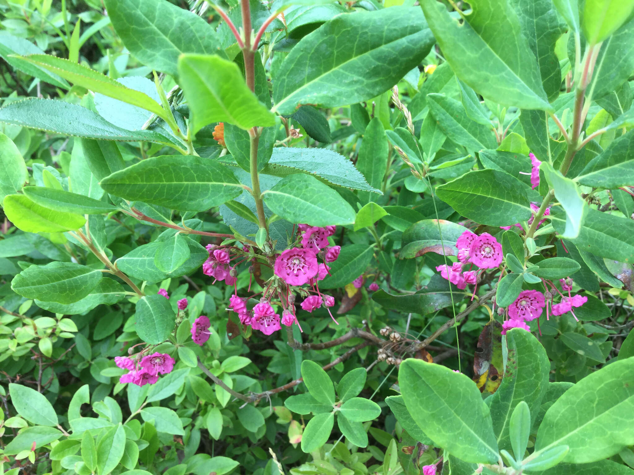 Image of sheep laurel