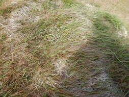 Image of Holm's reedgrass