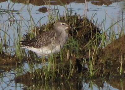 Image of Wood Sandpiper