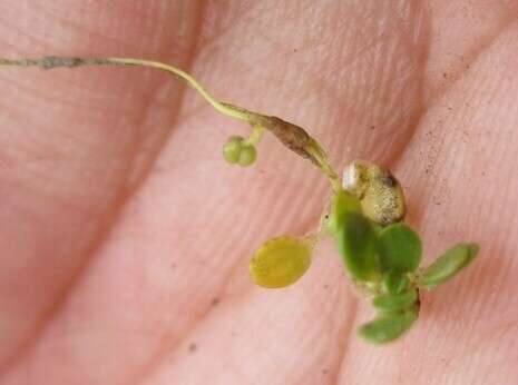 Image of Lobb's Water-Crowfoot