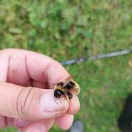 Image of Bombus quadricolor (Lepeletier 1832)