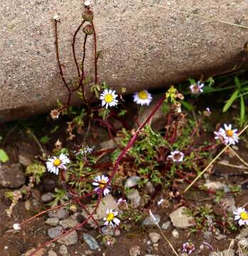 Image de Afroaster erucifolius (Thell.) J. C. Manning & Goldblatt