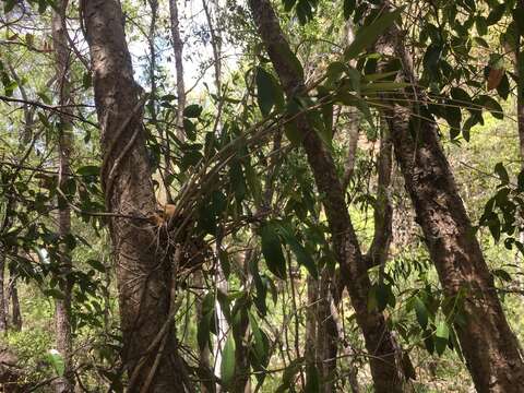 Dendrobium bigibbum Lindl. resmi