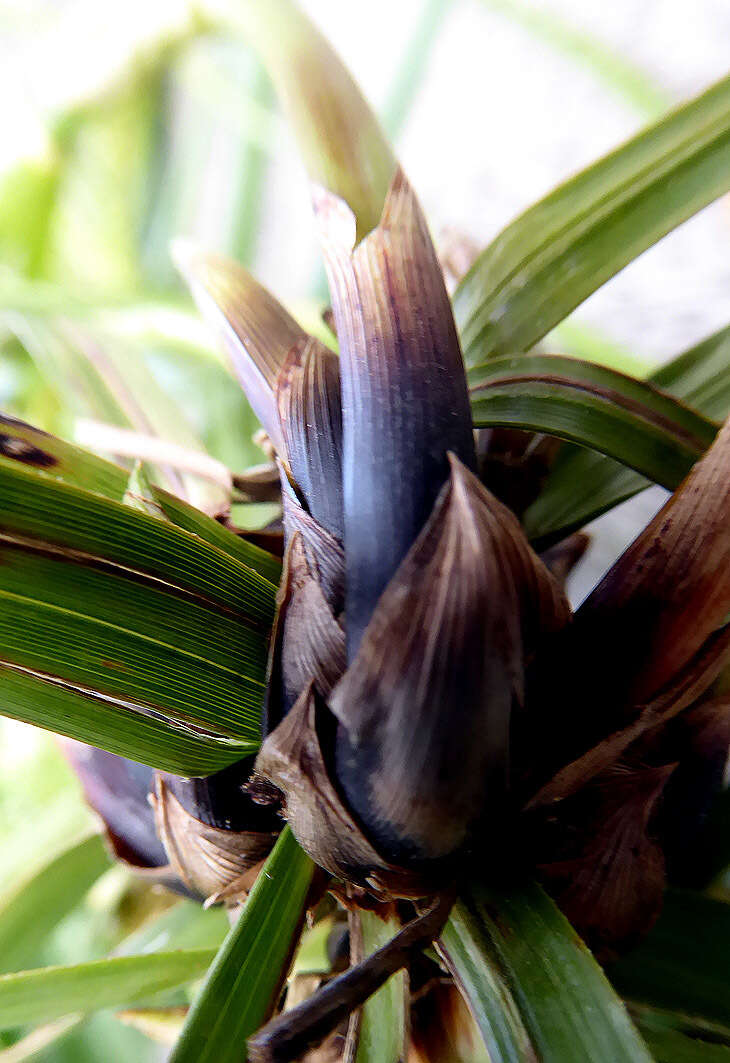 Sivun Cyperus alternifolius L. kuva