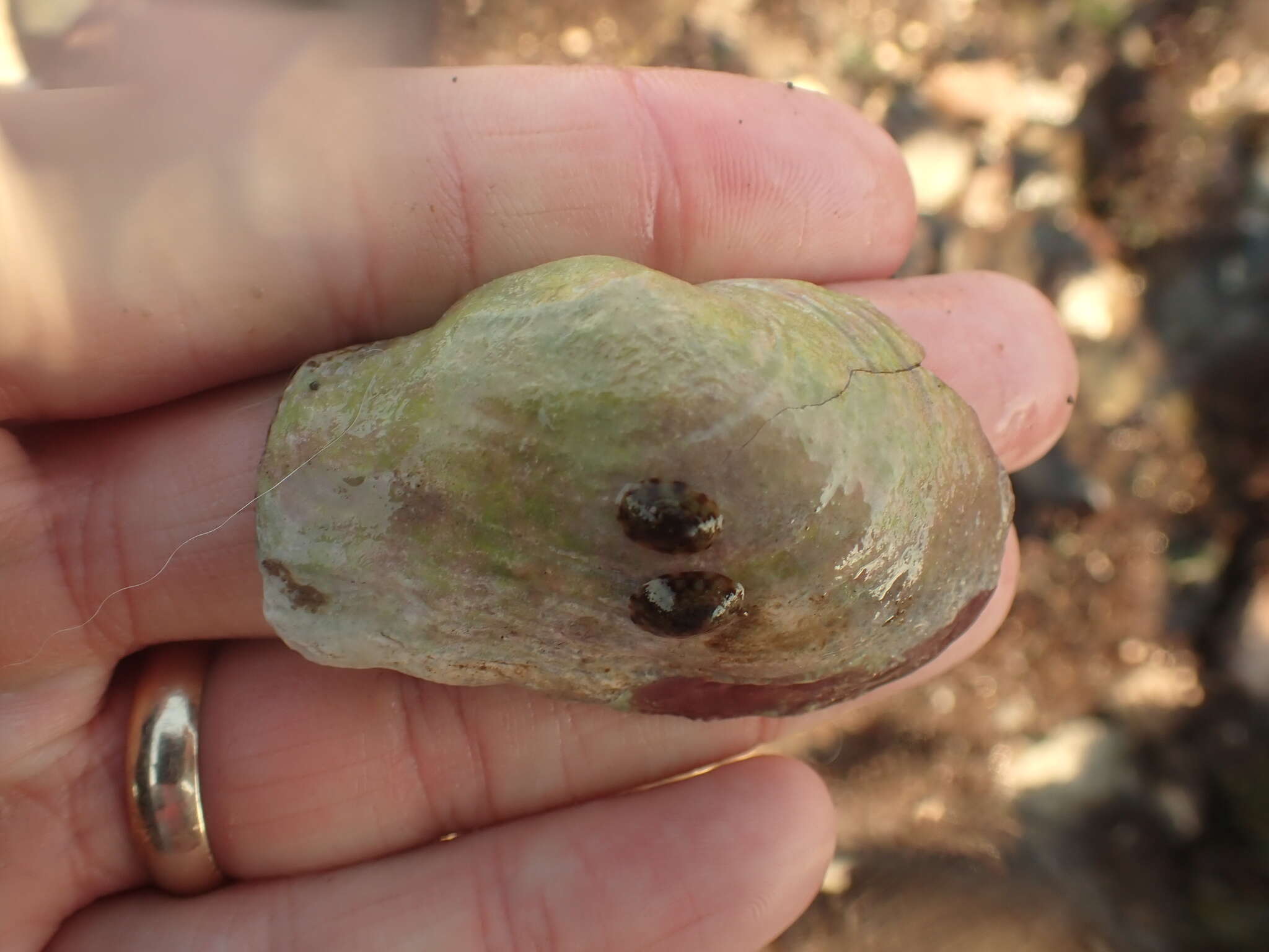 Image of Soft-shelled clam