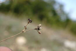 Imagem de Galium xeroticum (Klokov) Pobed.